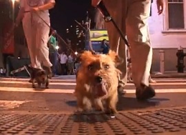Caccia ai topi a New York